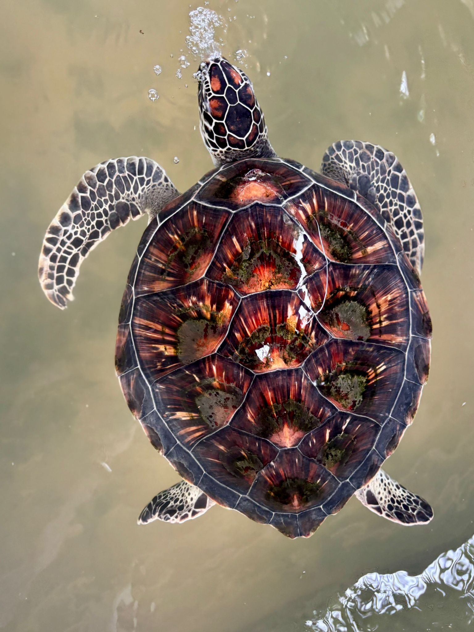 Sea turtle swimming in crystal clear waters